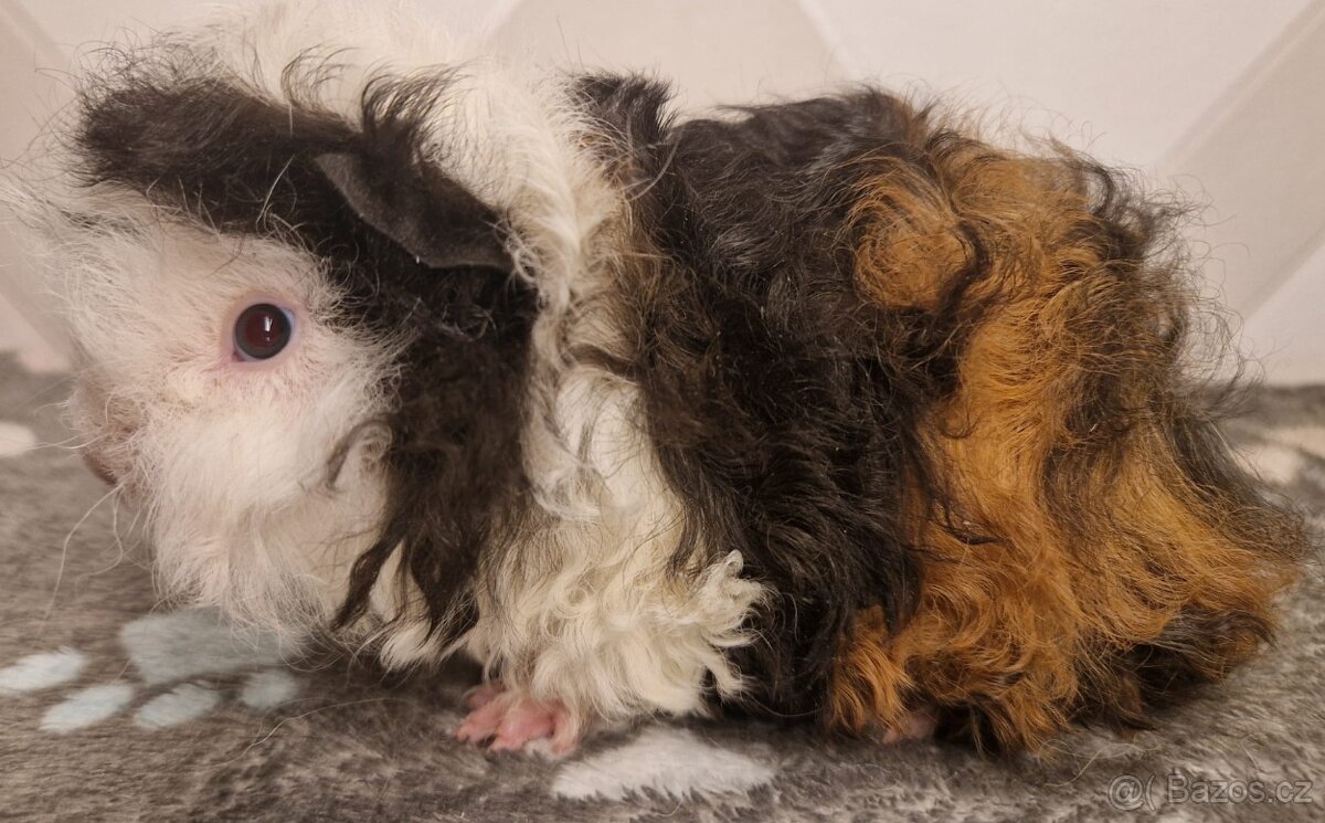 Morčatá s PP-samice