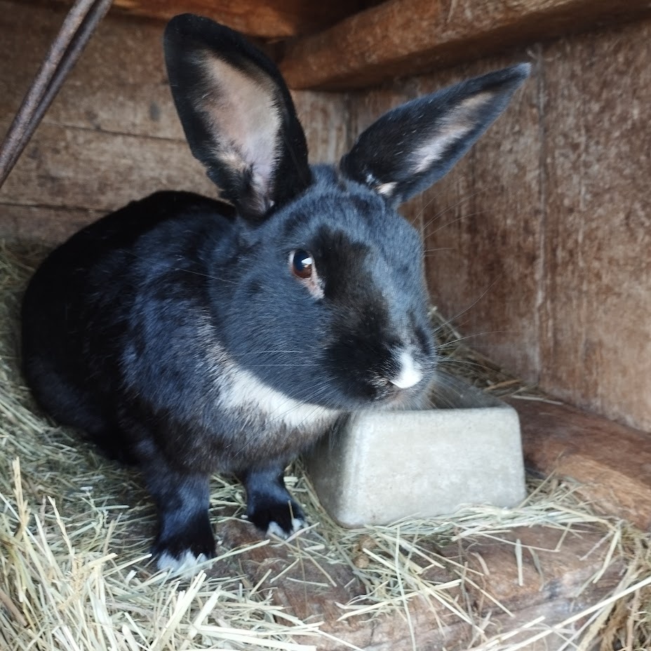 Prodám samce a samici