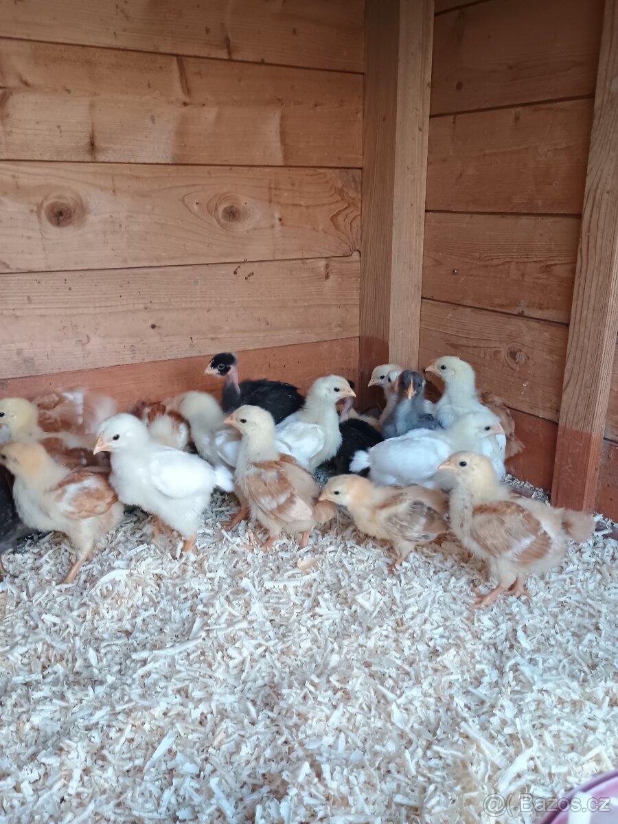 Mladí kohouti Plymutka bílá, Hempšírky, dvorkový mix