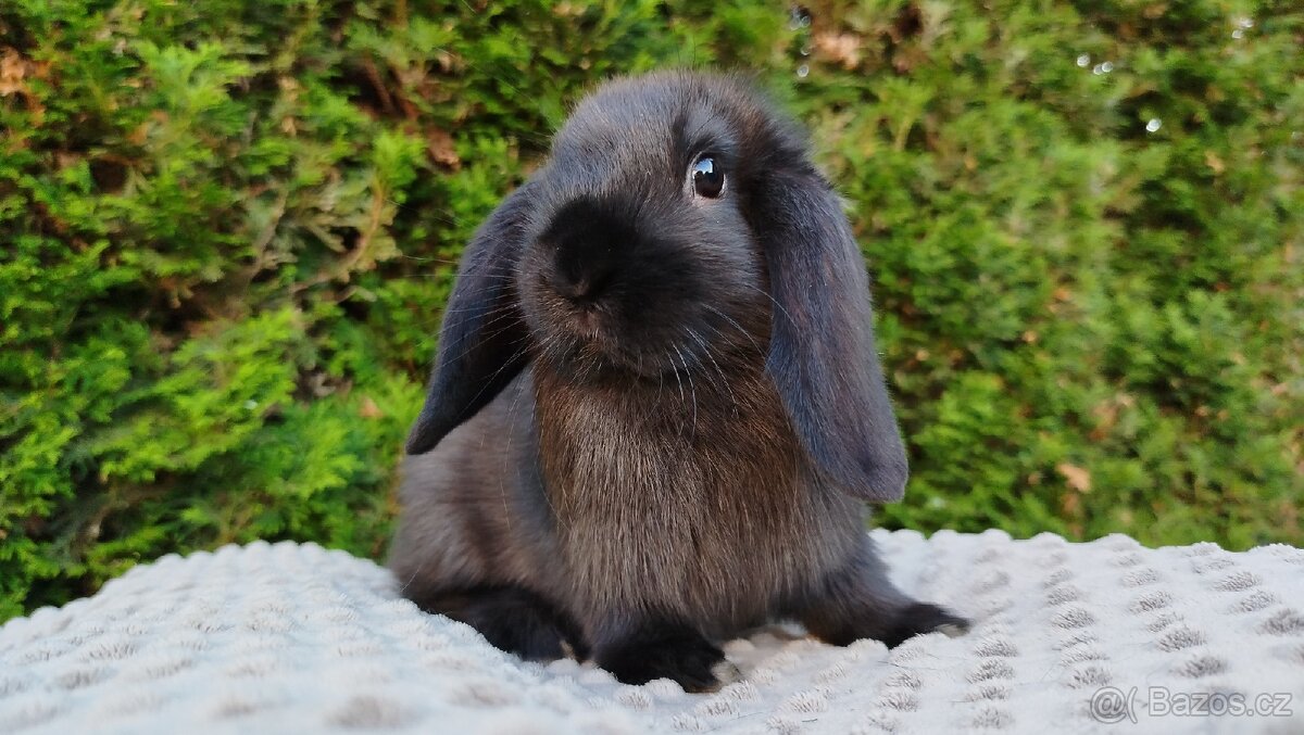 Zakrslý beránek, králíček, králík - PEGAS