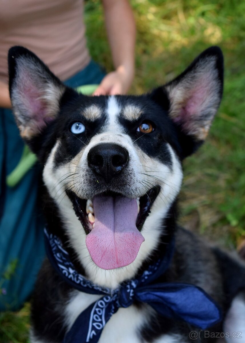 ARES K ADOPCI - přátelský mazel