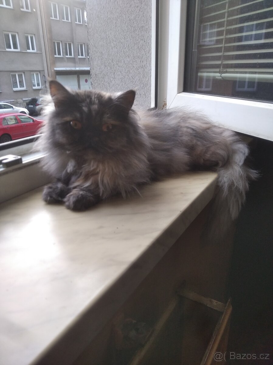 Perská kočka
