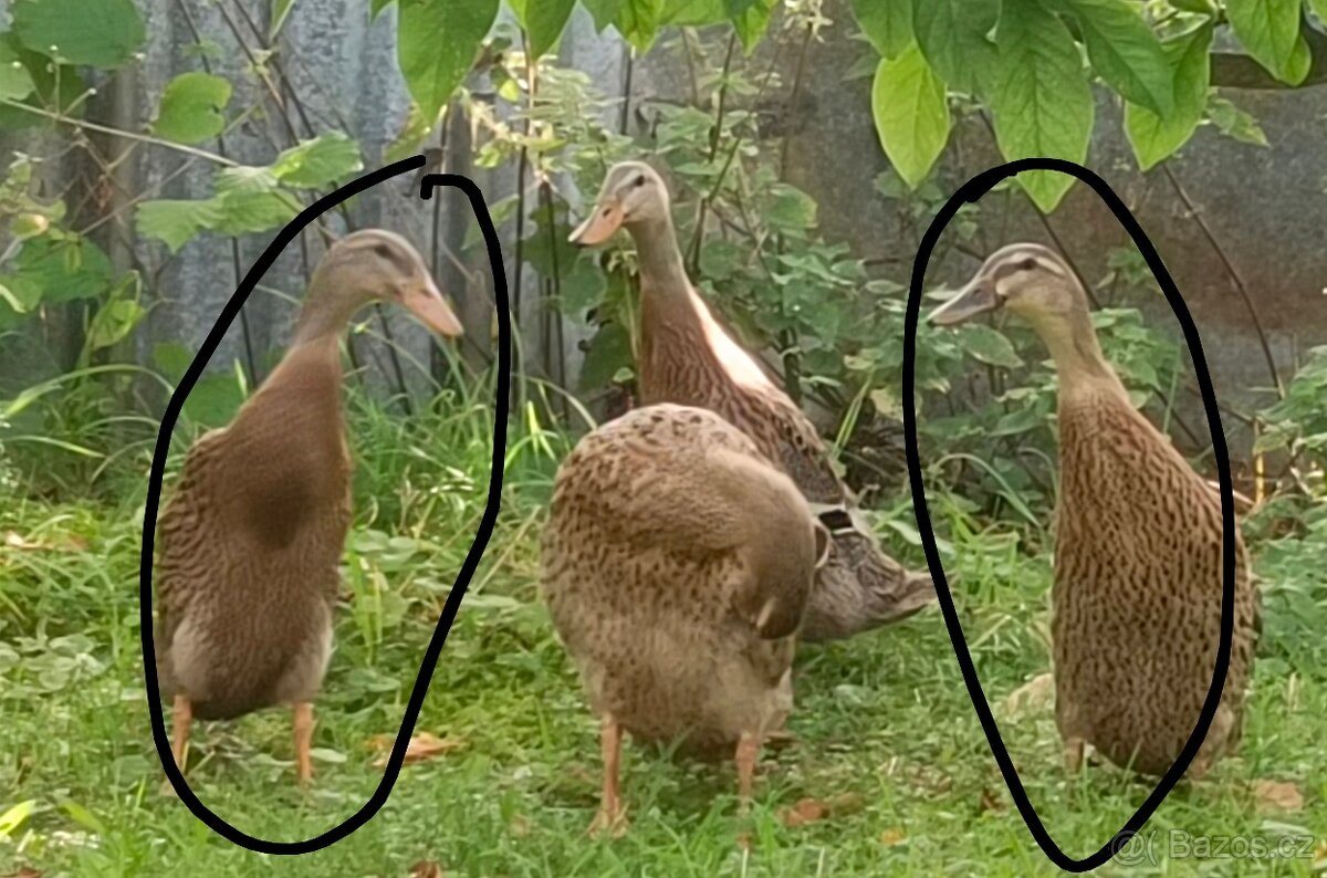 Indický běžec