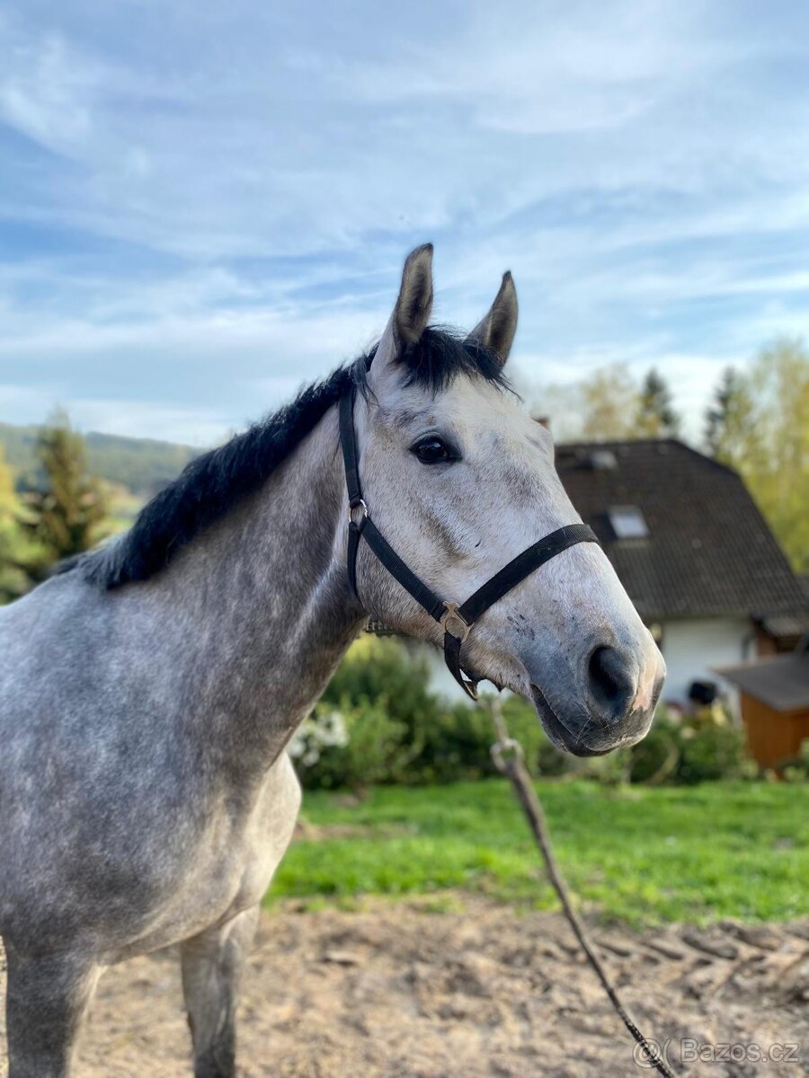 Prodám 4letou klisnu