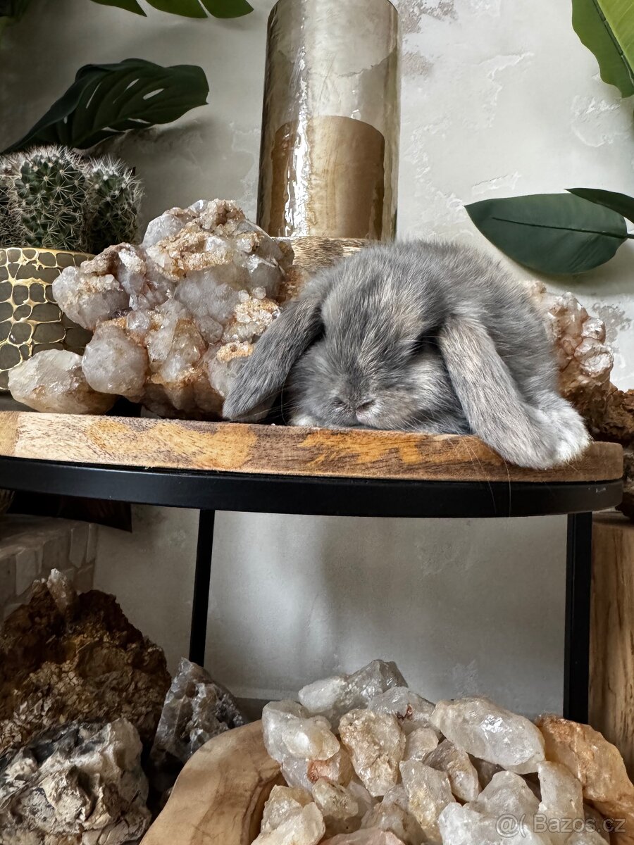 Minilop zakrslý králíček