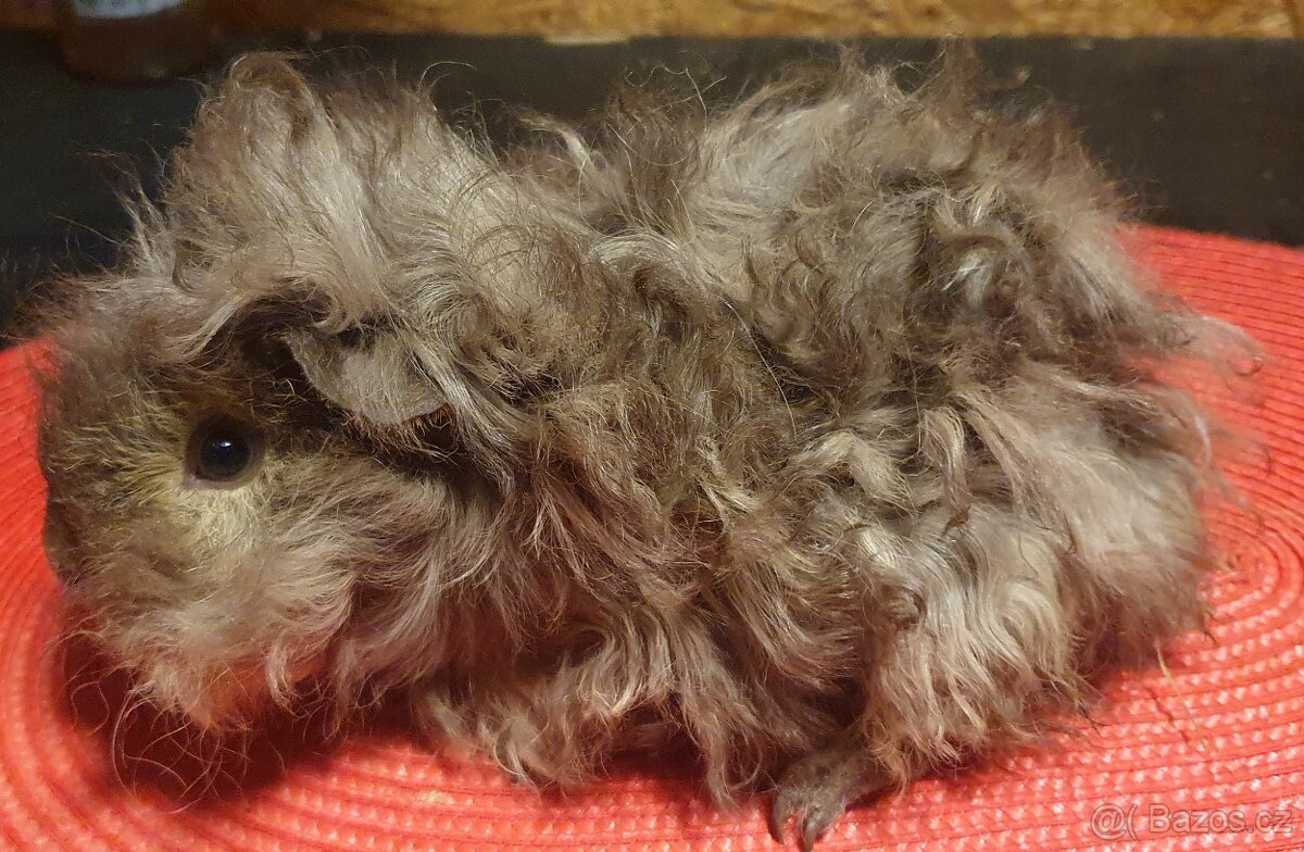 Prodám dlouhosrstá morčata lunkarye