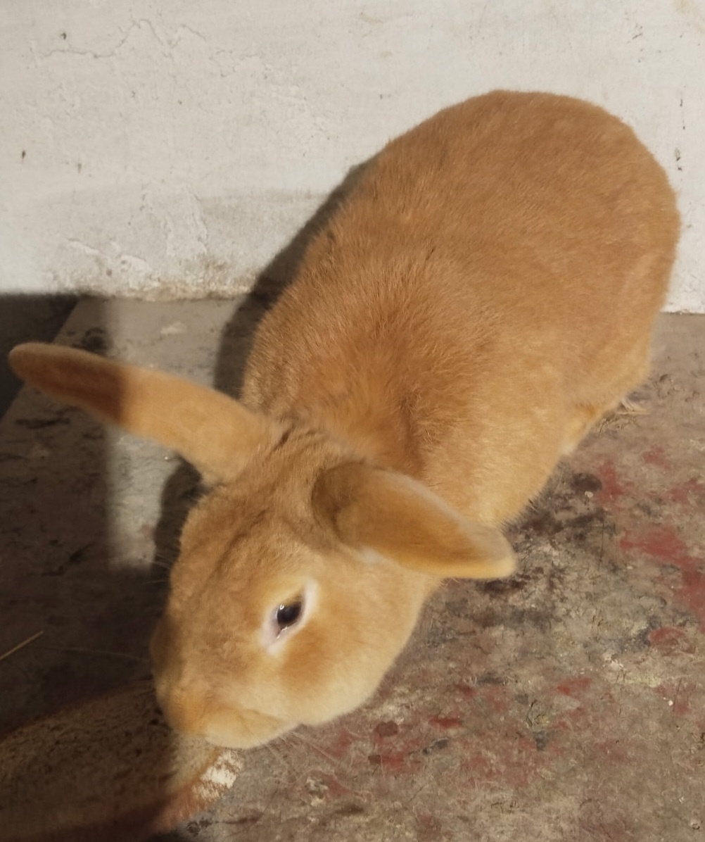 Burgundský králík