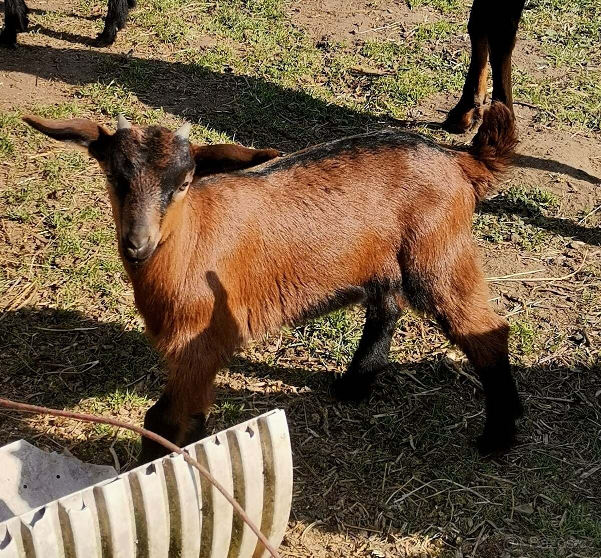 Kůzlata