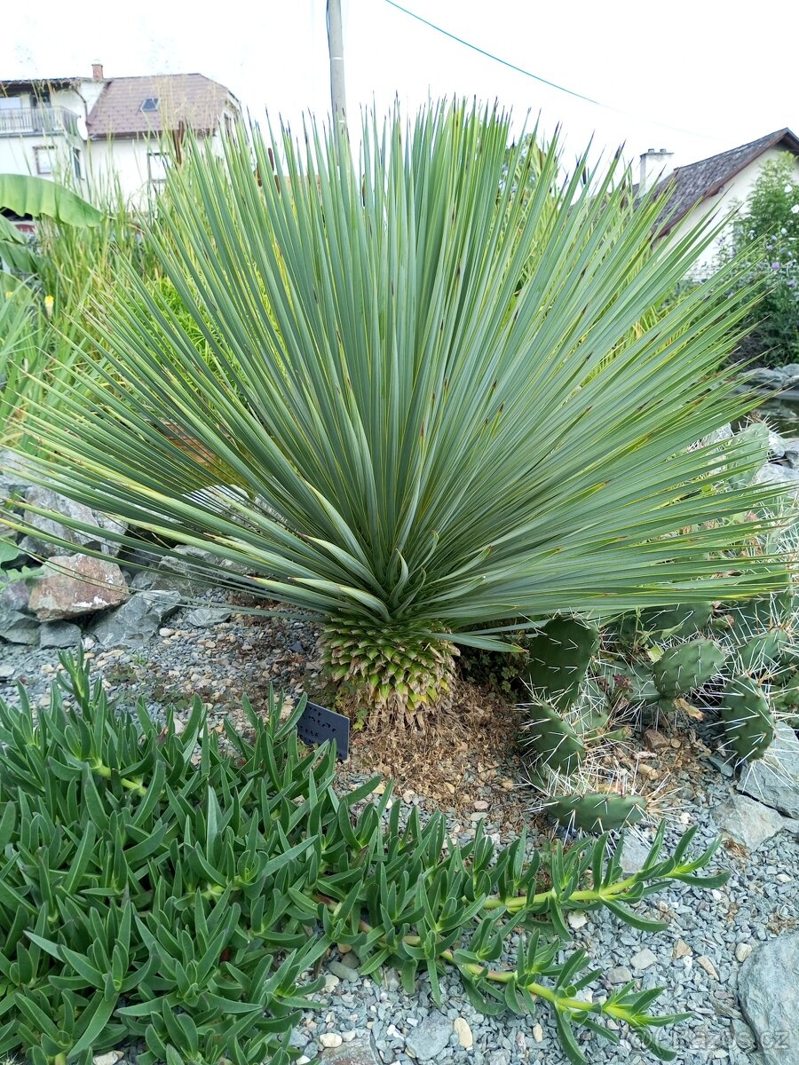 Juky, opuncie,agave