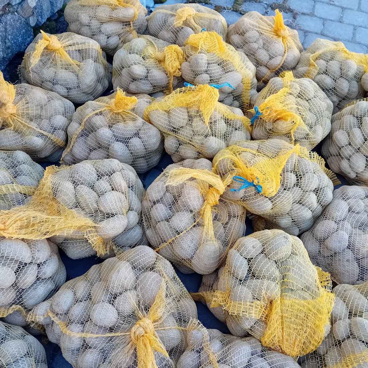 prodam brambory, krmne, sadba, konzum