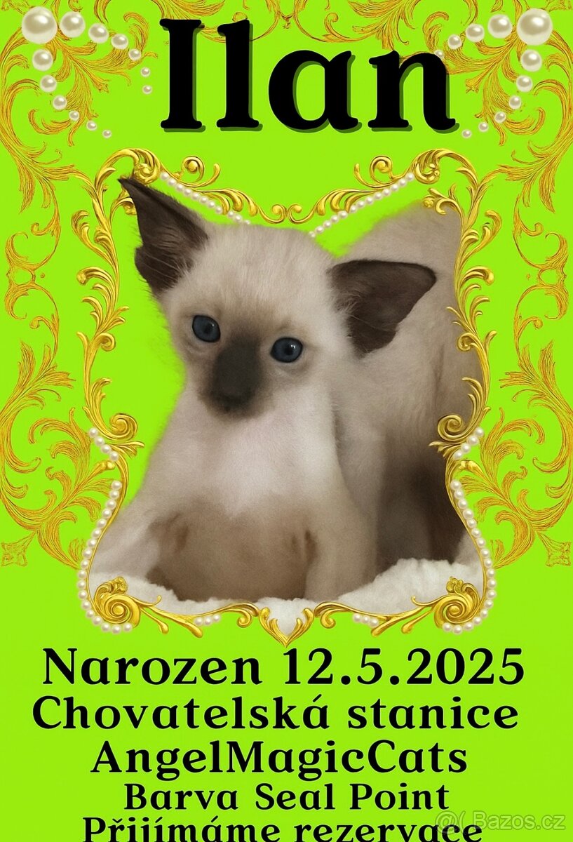 Siamská kočka s PP