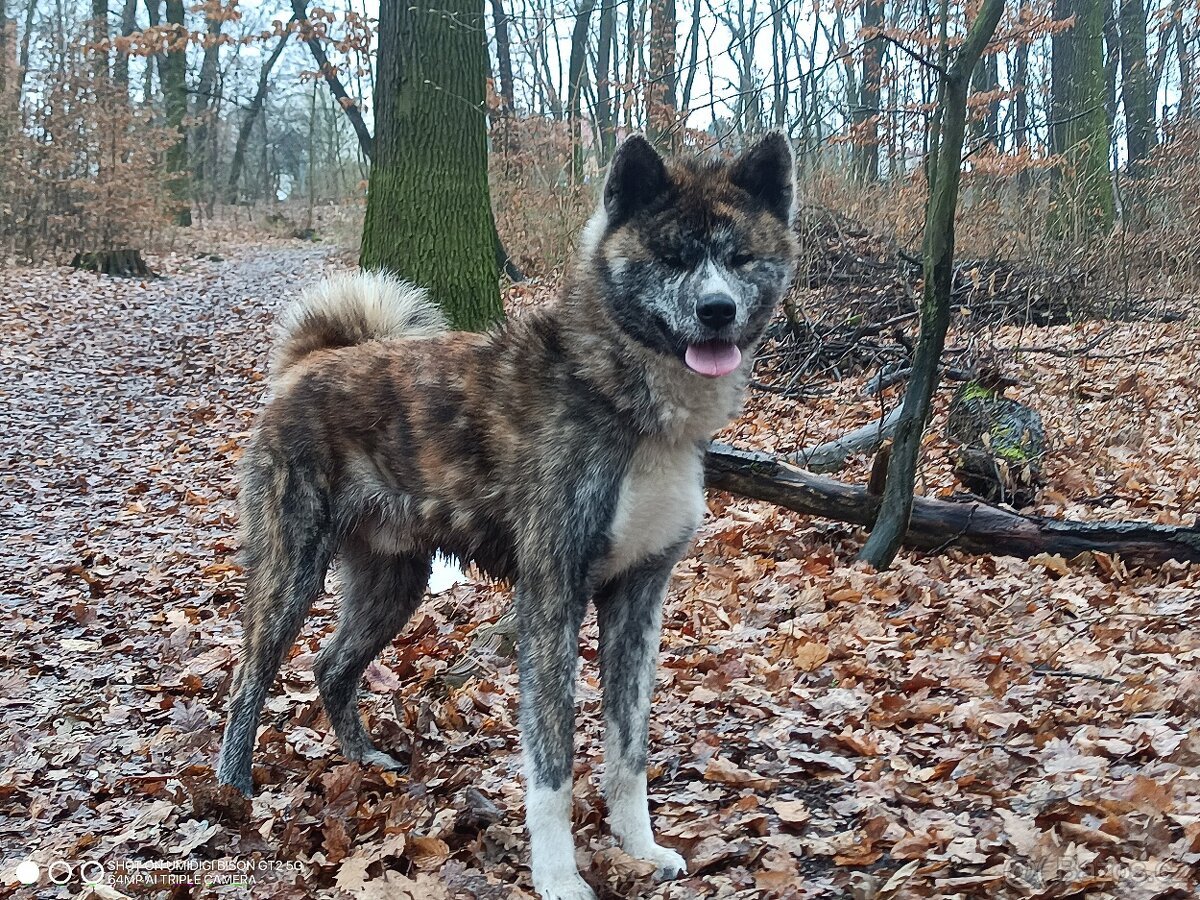 Akita s PP