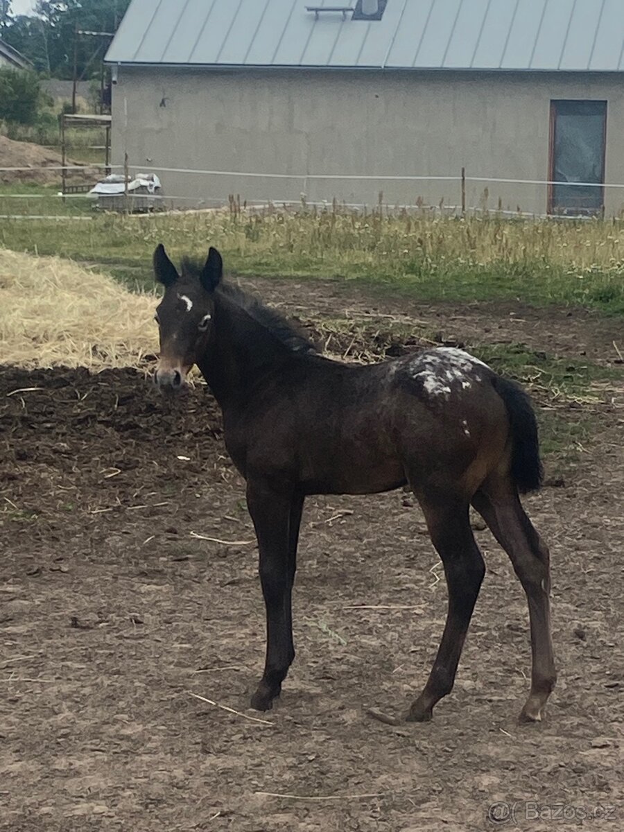 Hřebeček (Appaloosa)