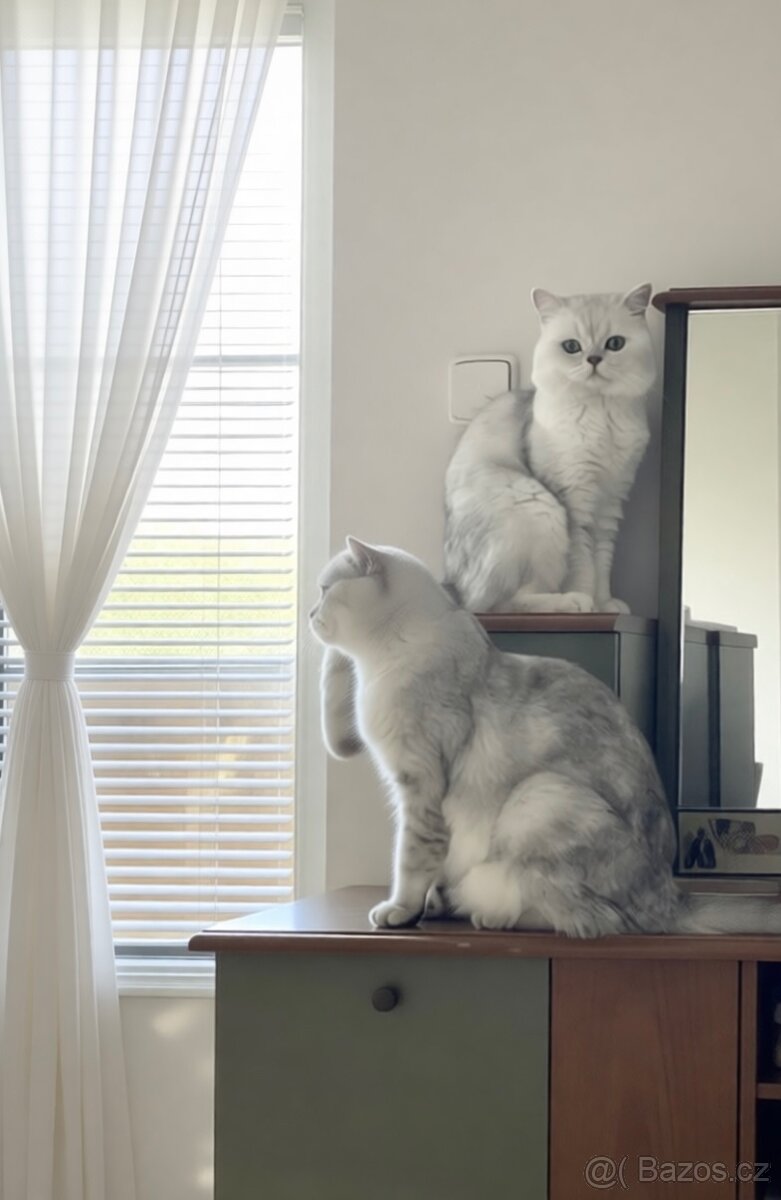 Předrezervace stříbrných koťátek – Scottish Fold / Straight