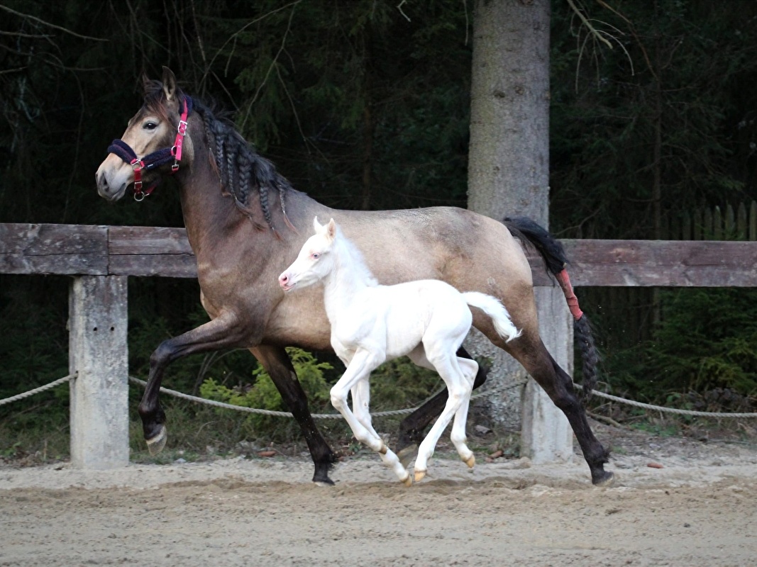Mare with cremello foal