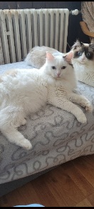 Kocour ragdoll kryti