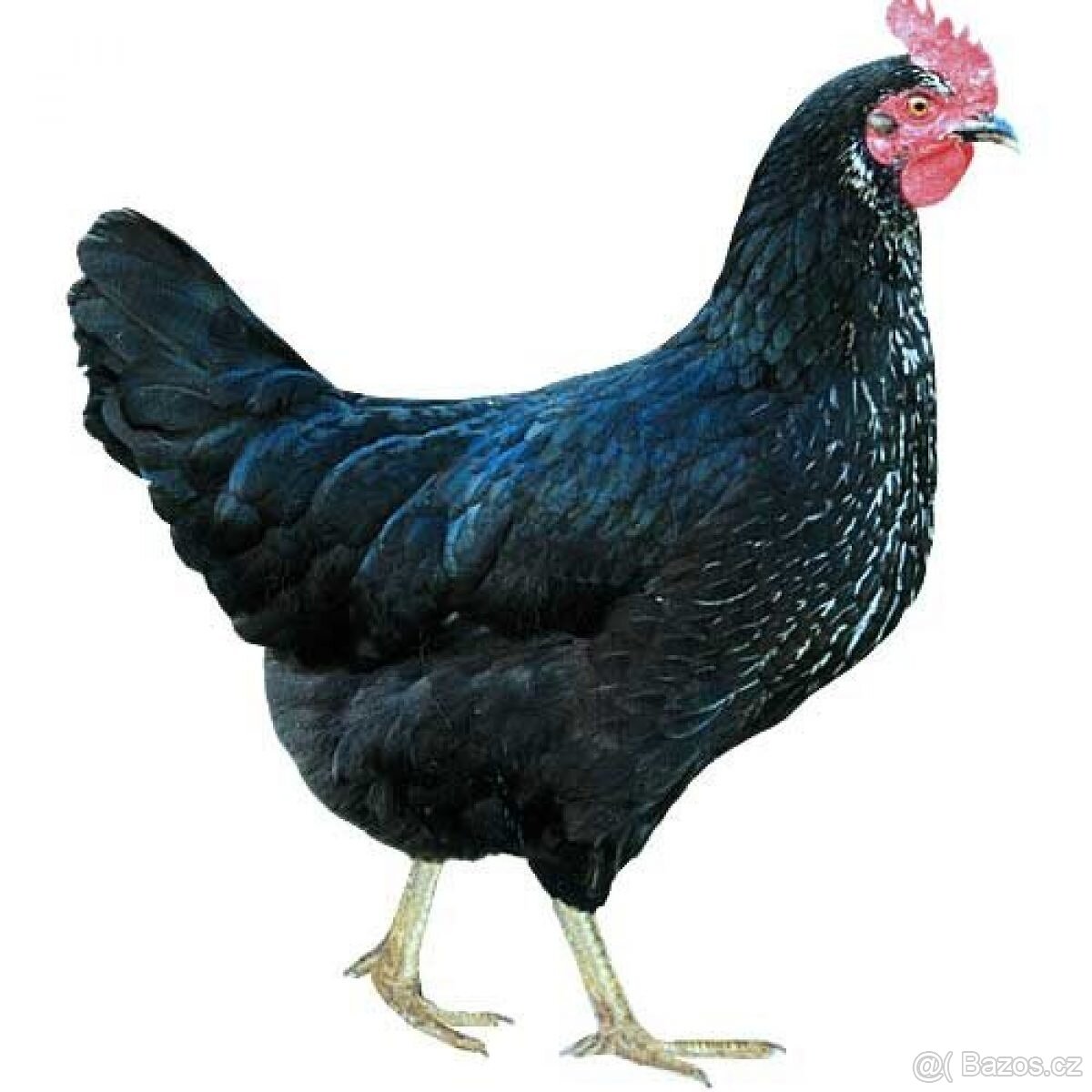 Nosné kuřice Dominant