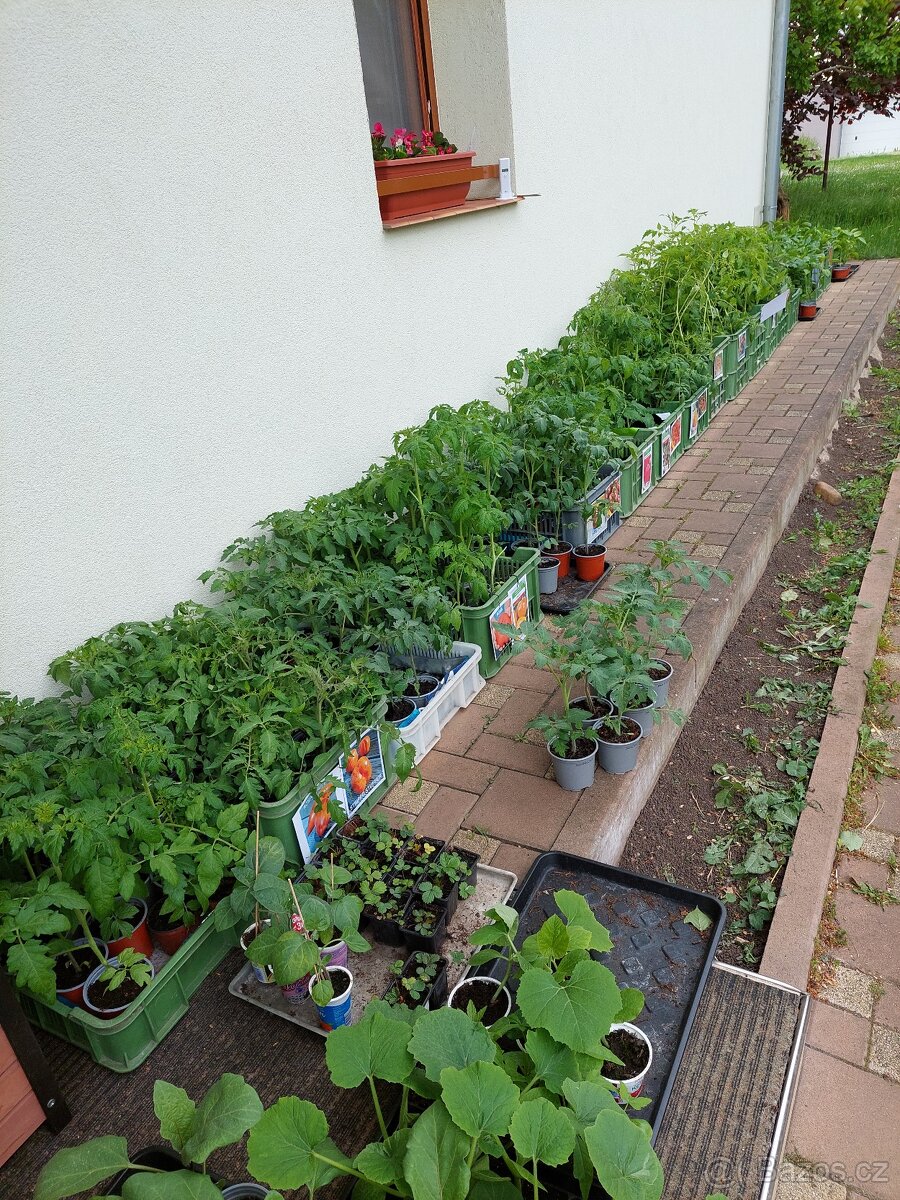 SADBA RAJČATA, PAPRKY, FEFERONKY, DÝNĚ, MELOUNY, OKURKY