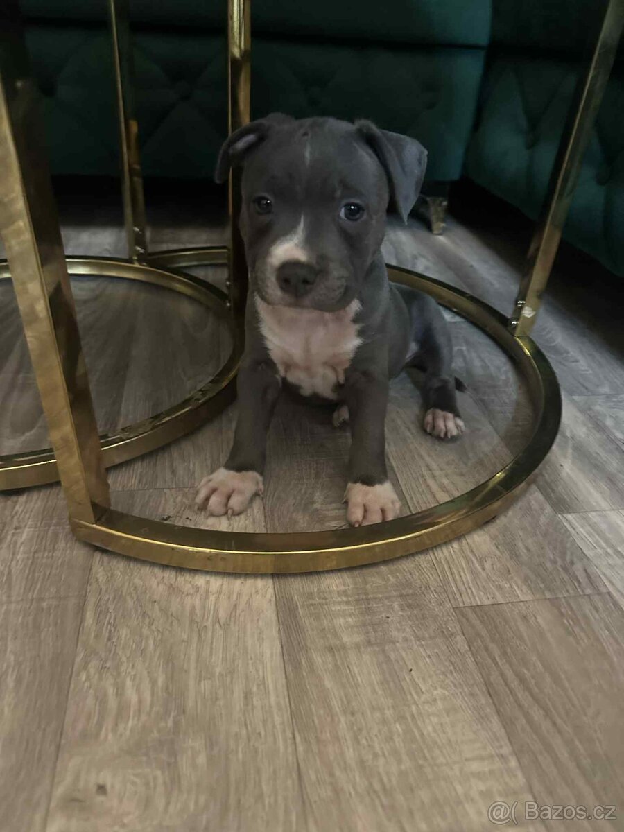 americký pitbulteriéra