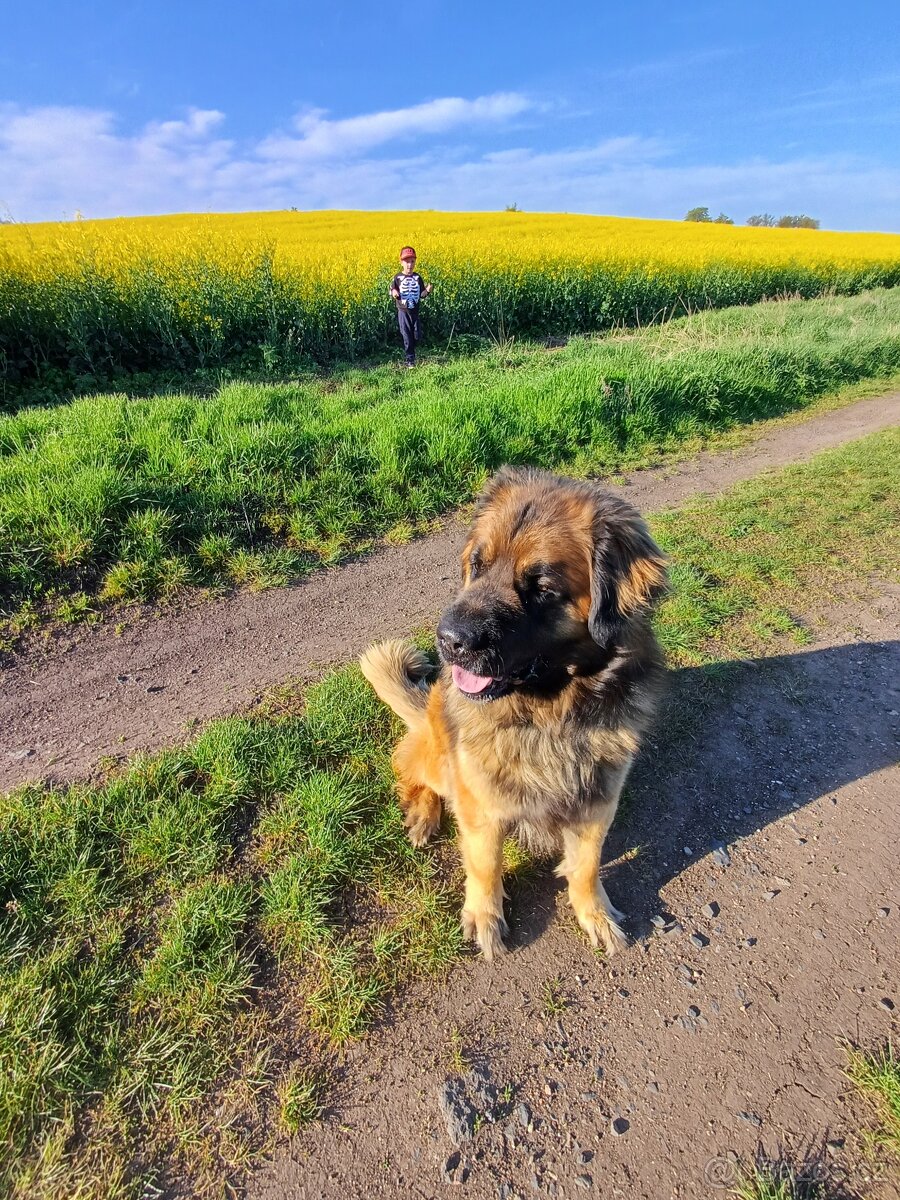 Leonberger
