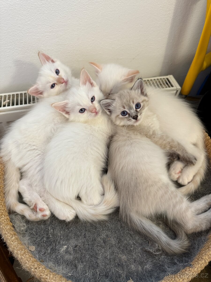 Ragdoll