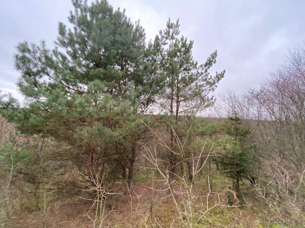 Lesní pozemek Šarovy