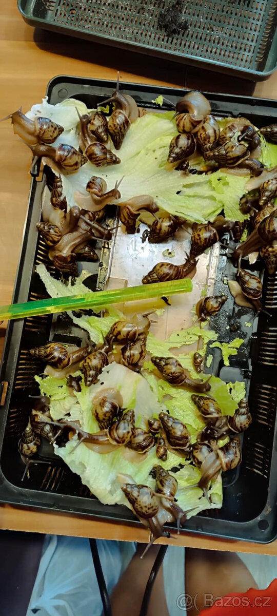 Mláďata afrických šneků