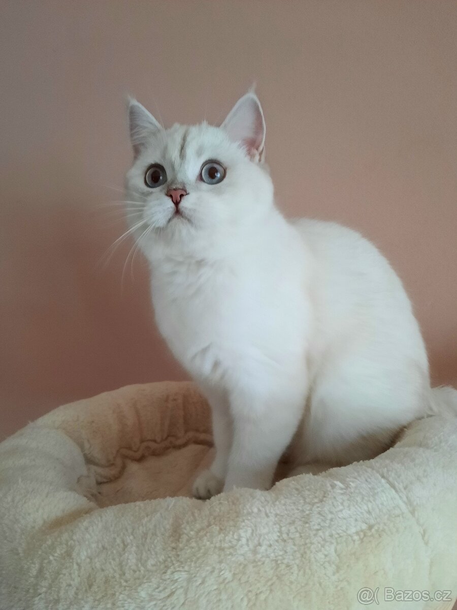 Britská stříbrná kočička s PP