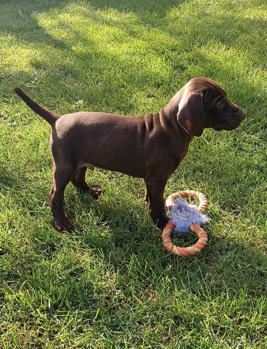 Německý krátkosrstý ohař s PP