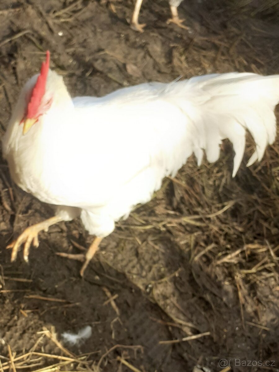 Kohout Leghorn