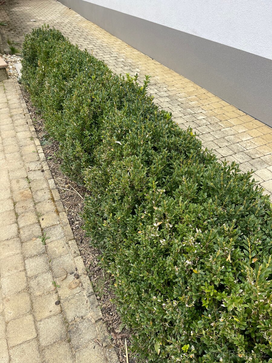 Buxusy do ziveho plotu