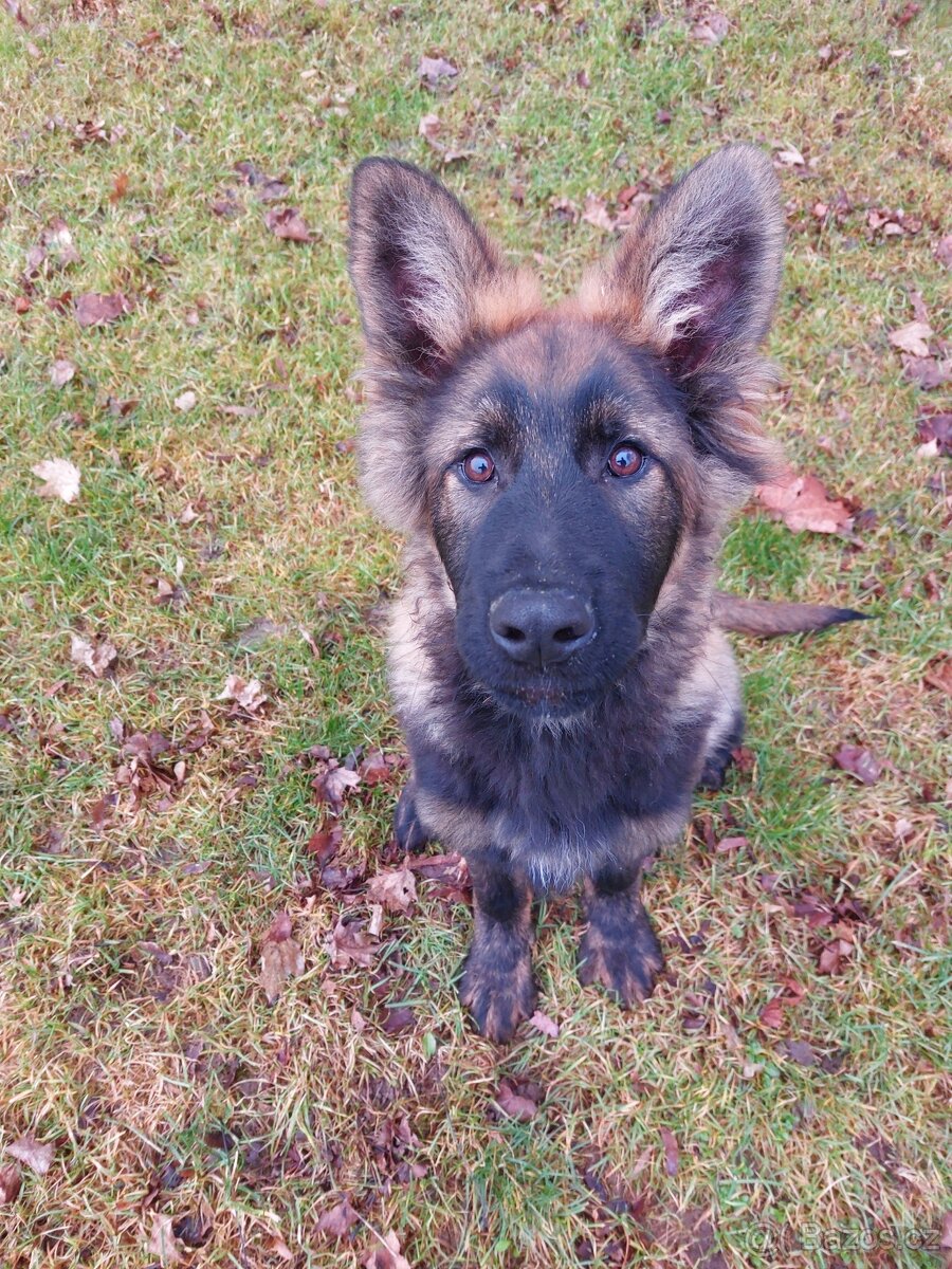 Dlouhosrstý německý ovčák s PP