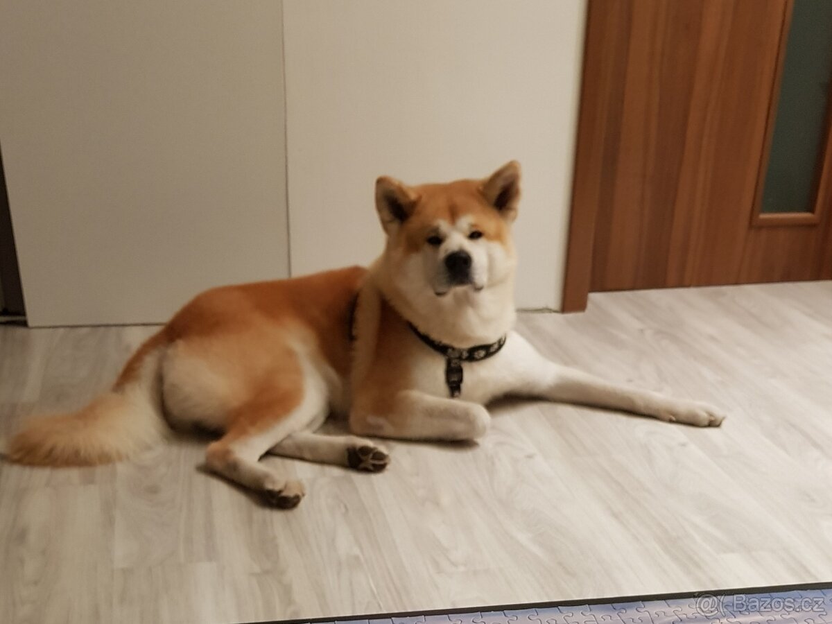 Akita Inu ke krytí