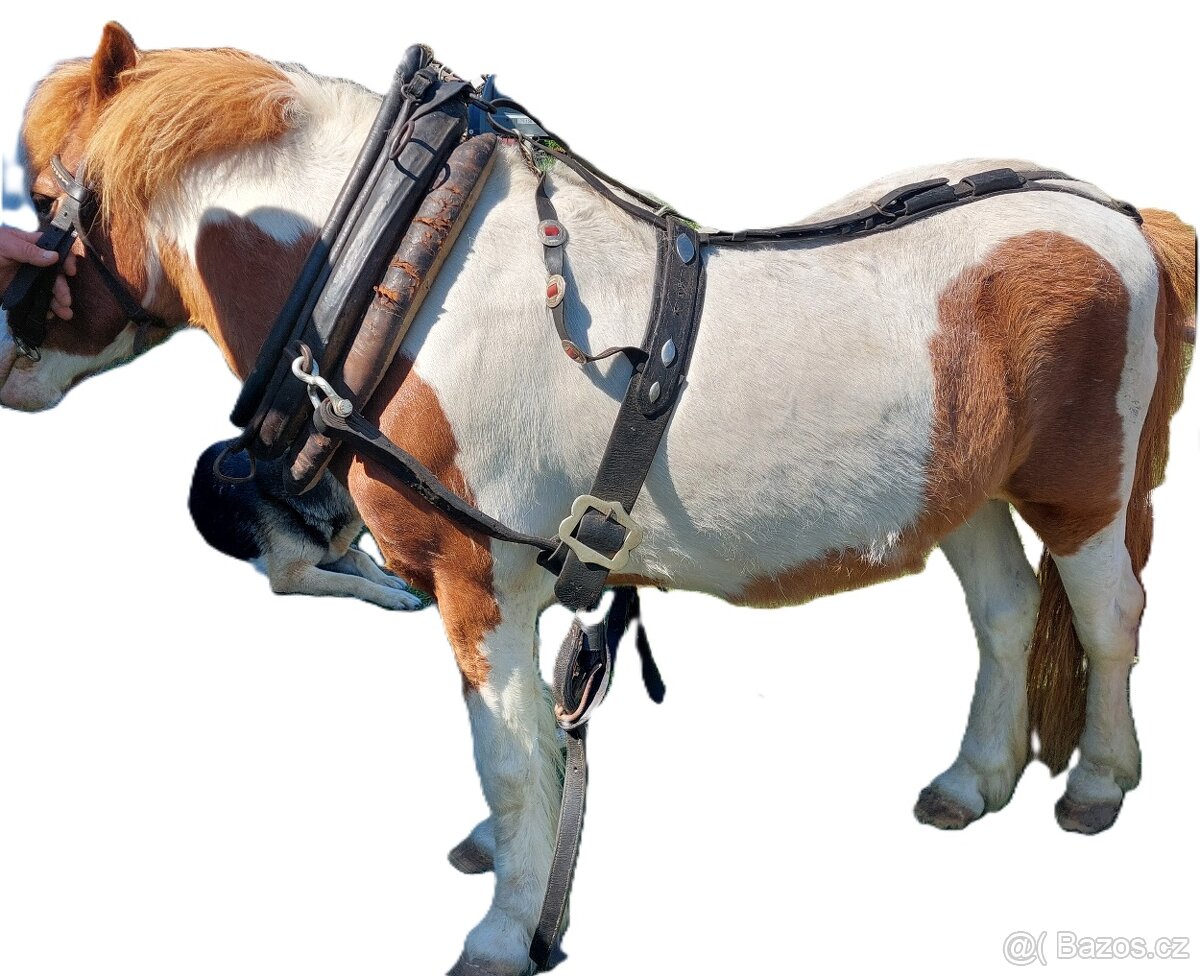 Chomoutový postroj na ponny na osla