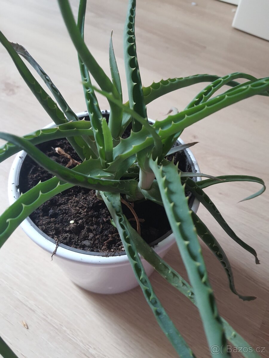 Aloe léčiva