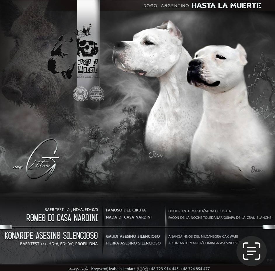 ARGENTÍNSKA DOGA ( Dogo Argentino )