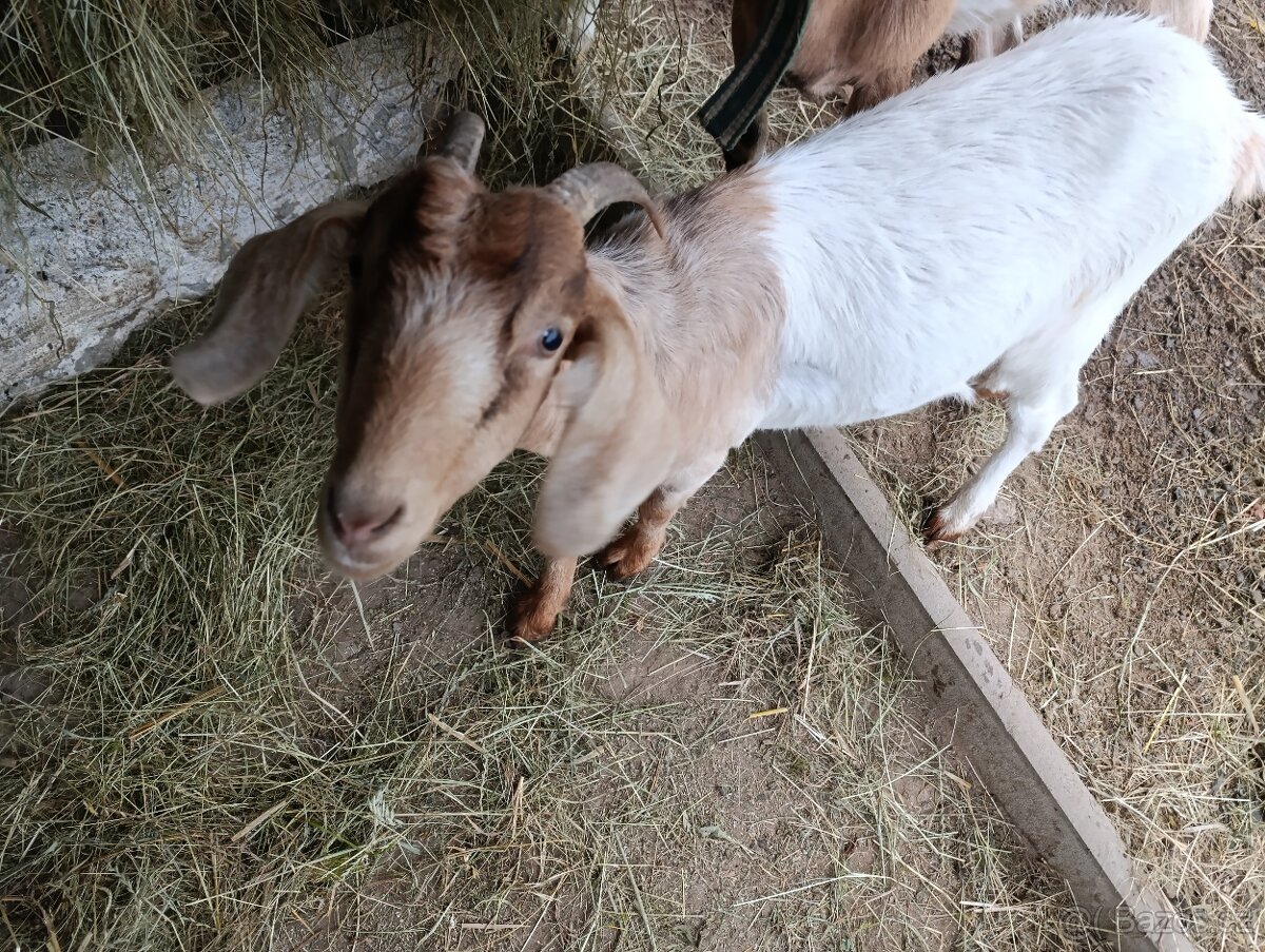 Prodám kozu