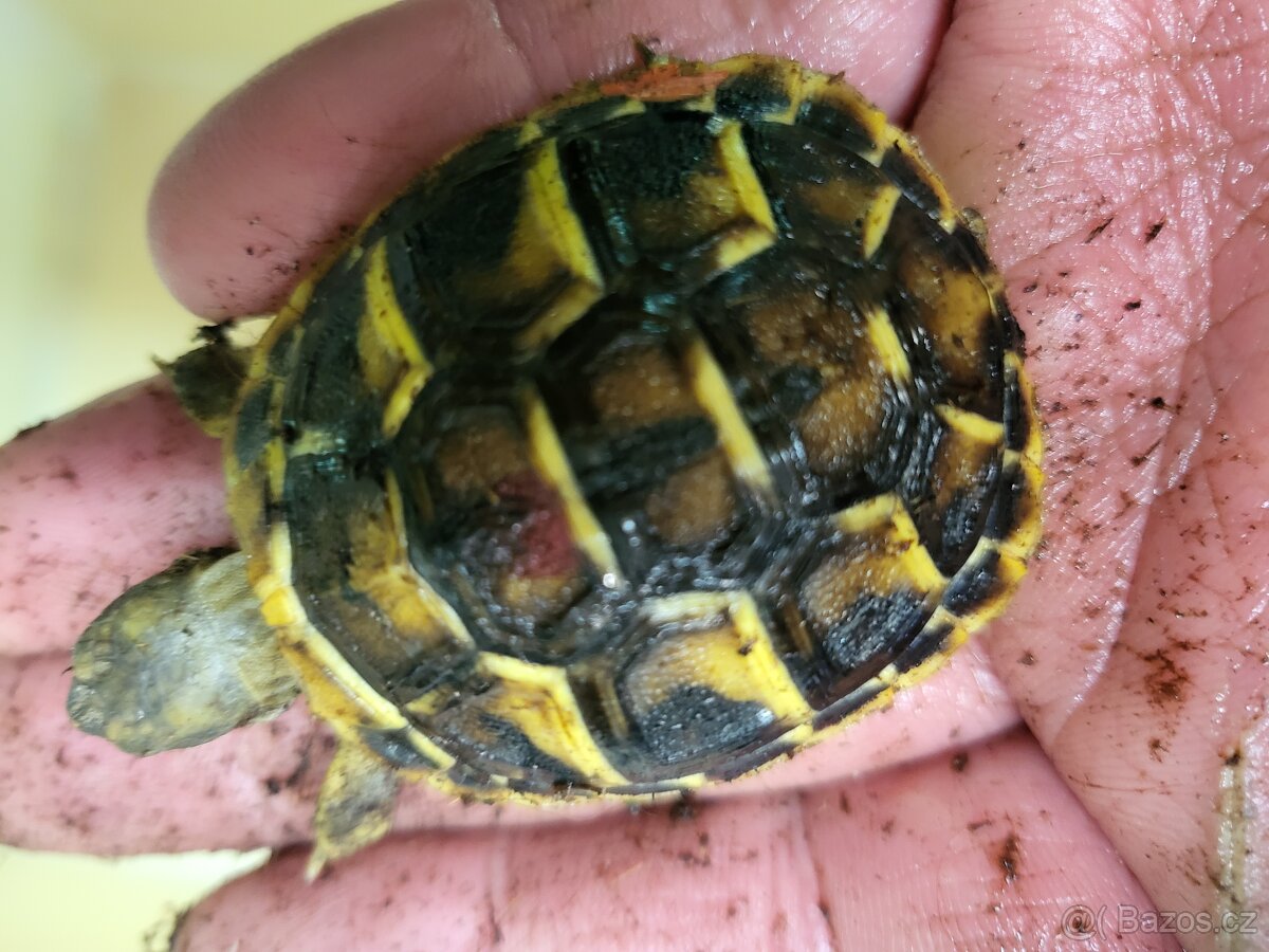 zelvy zelenave, žlutohnedé, vroubene, prip i terarium