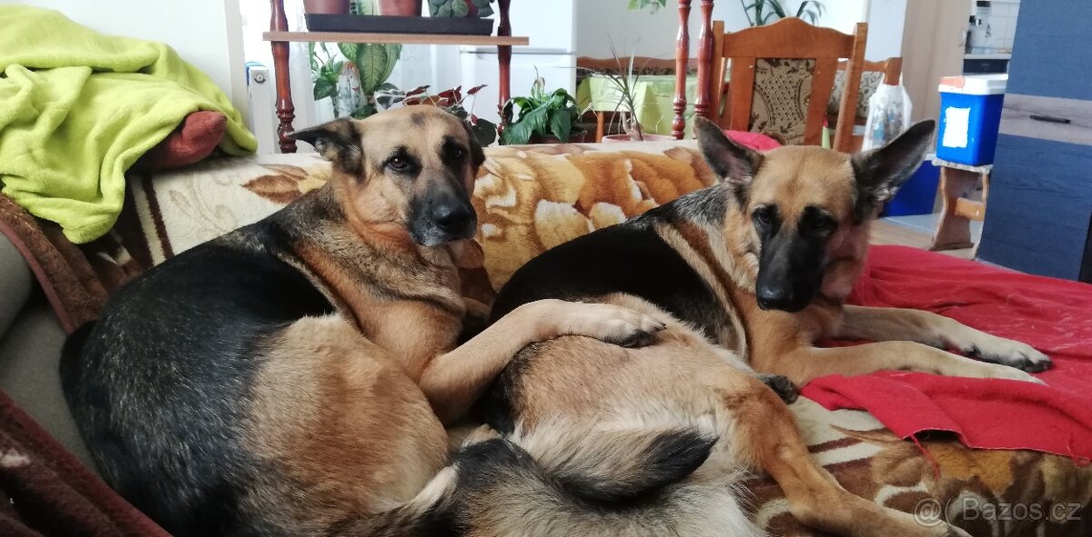 Nemecky ovčák typu Rex(štěňata)