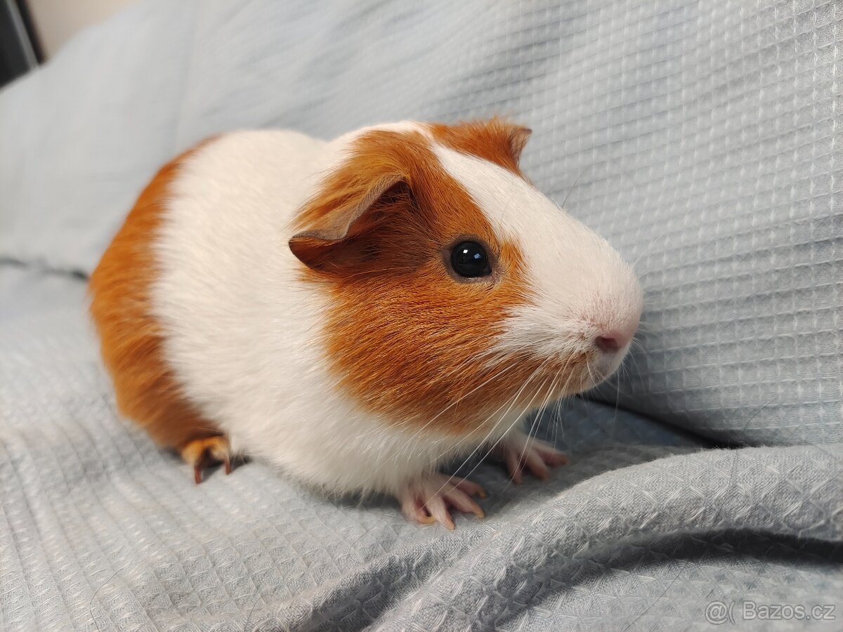 Morče - kluk cca 1 rok a holka také