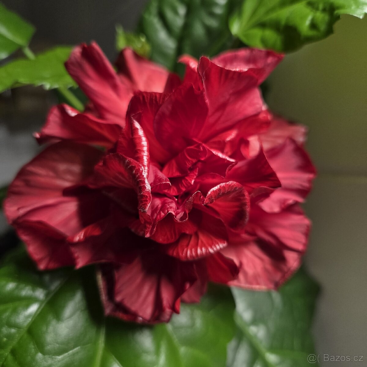 Ibišek červený plnokvětý sadičky