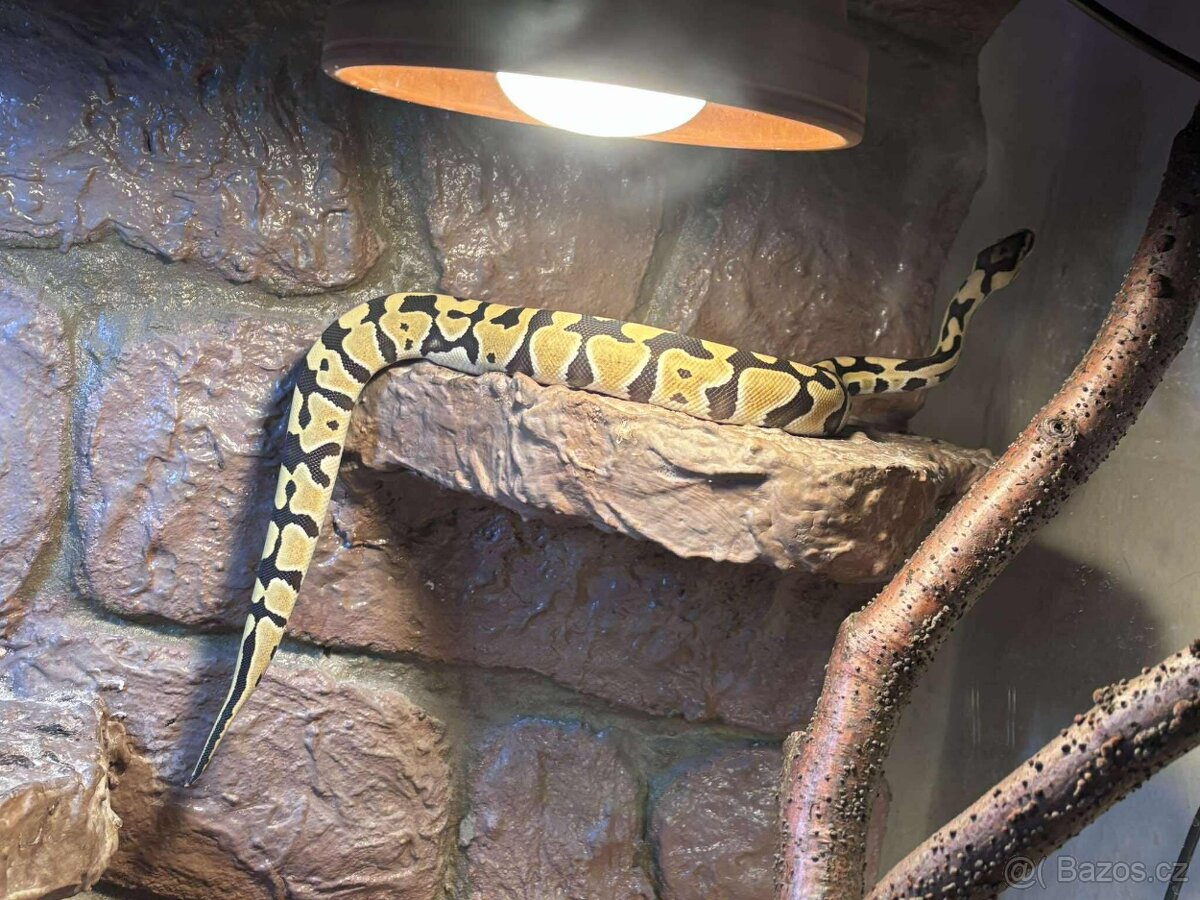 Python desert ghost + terárium