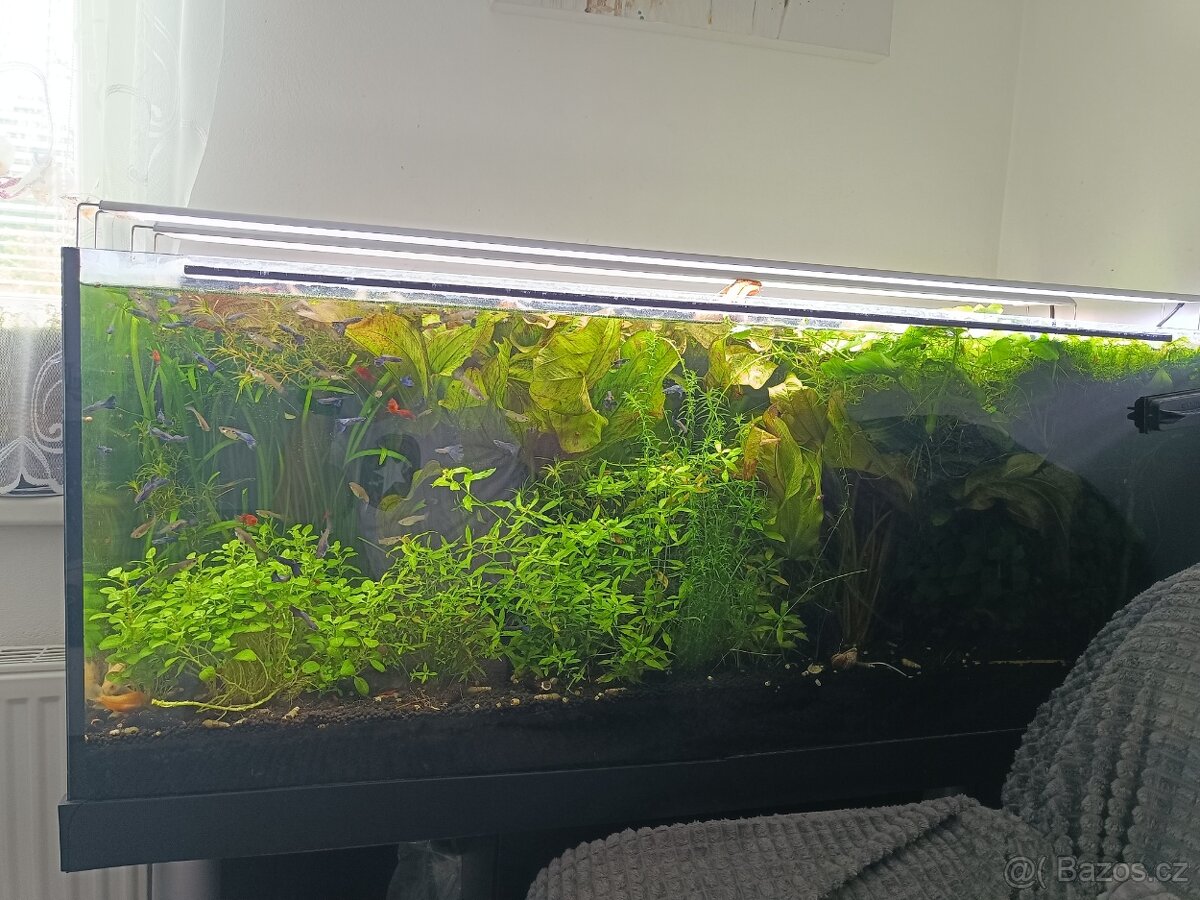 Akvarium