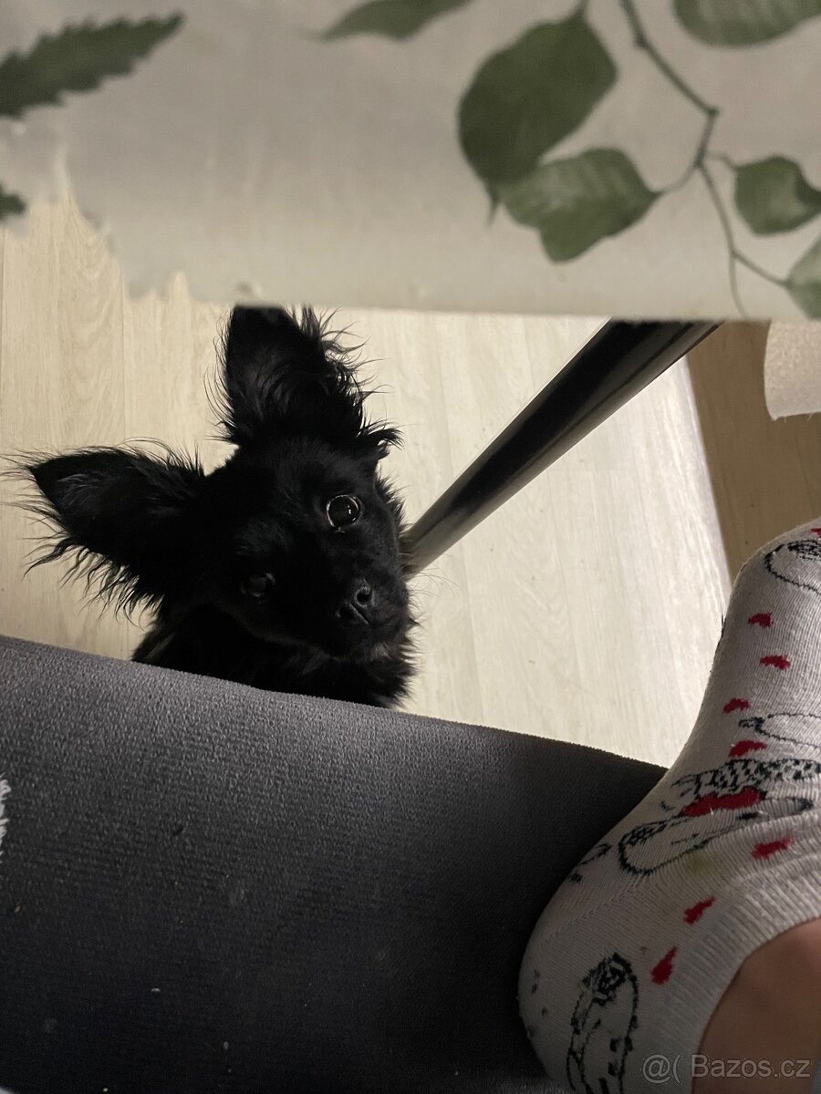 Čivava dlouhosrstá