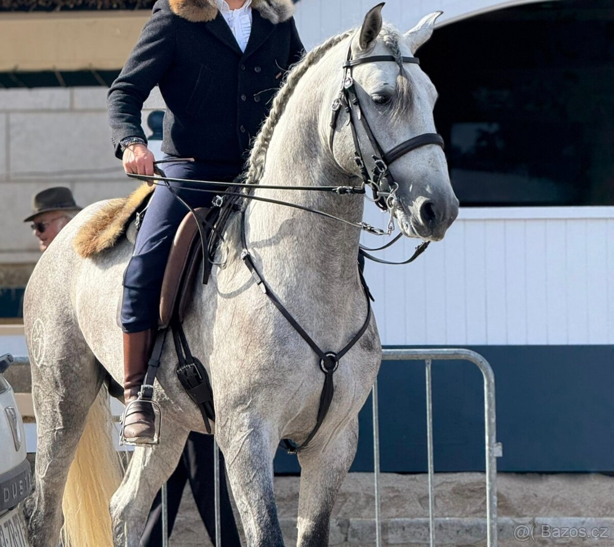 Nadějný Lusitano hřebec