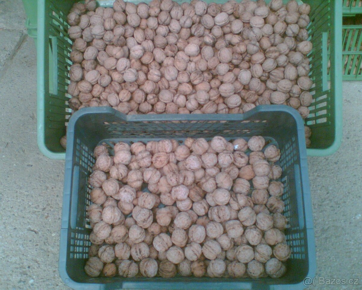 Vlašské ořechy neloupané