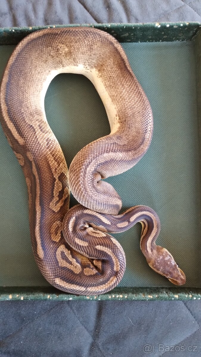 Krajta královská pewter