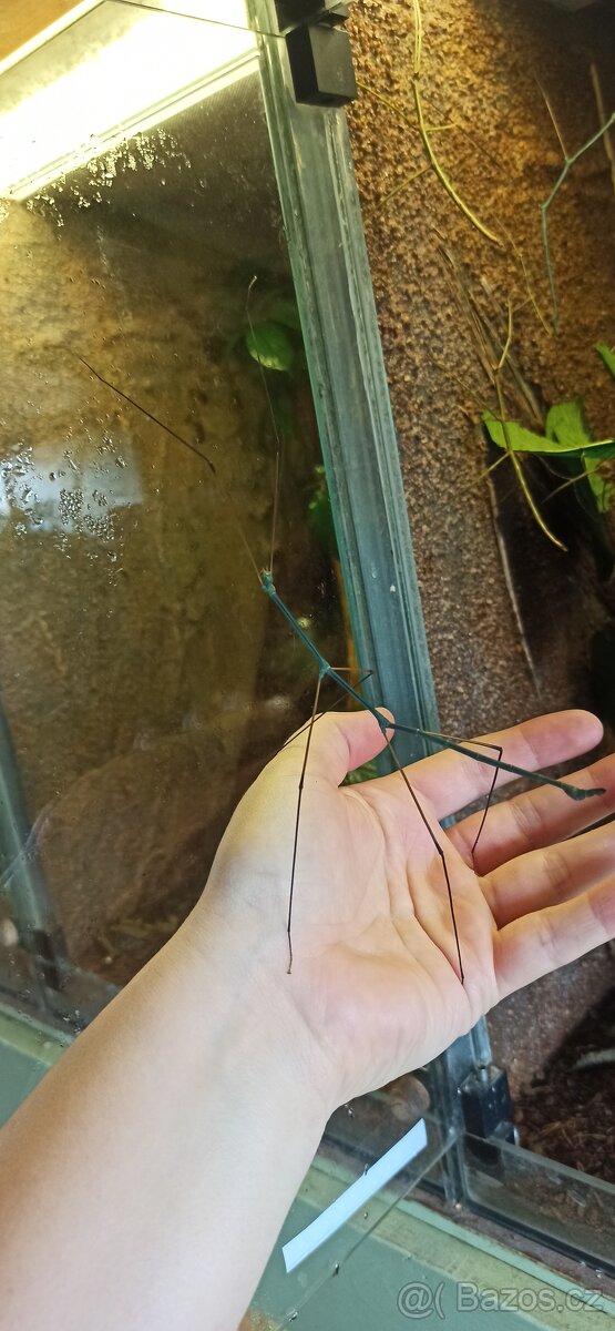 Obří strašilka Ramulus nematodes blue