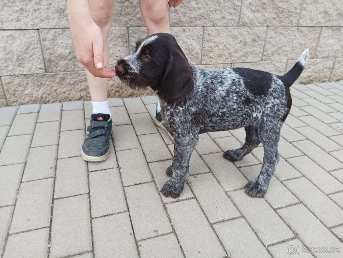 NĚMECKÝ DRÁTOSRSTÝ OHAŘ - fenka