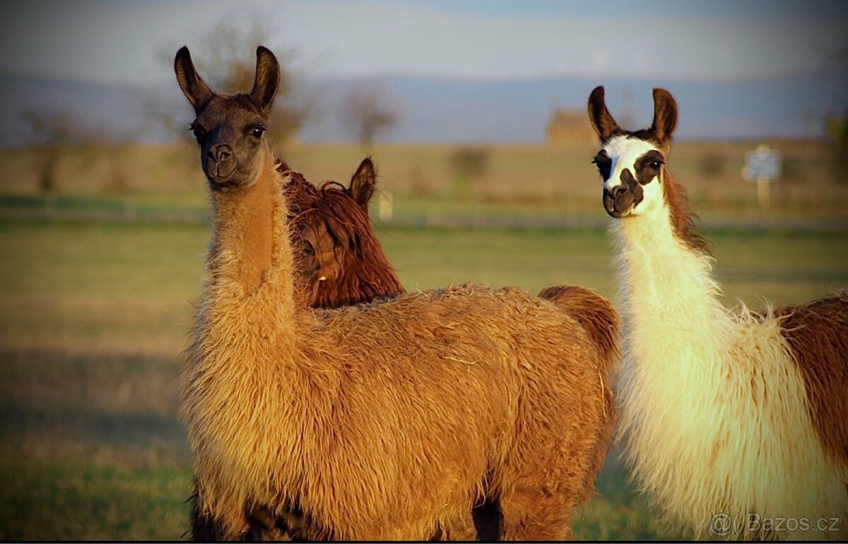 Lama krotká, alpaka